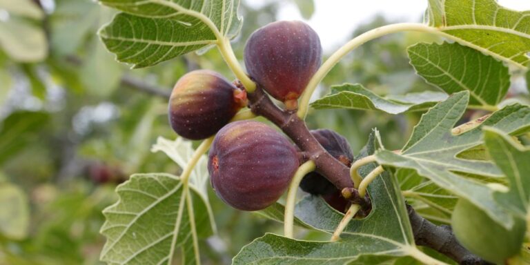 figuier avec des figues qui ont poussé au bout de 2-3 ans